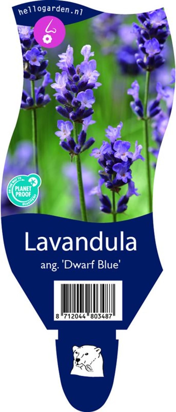 Lavandula ang. 'Dwarf Blue' - P11
